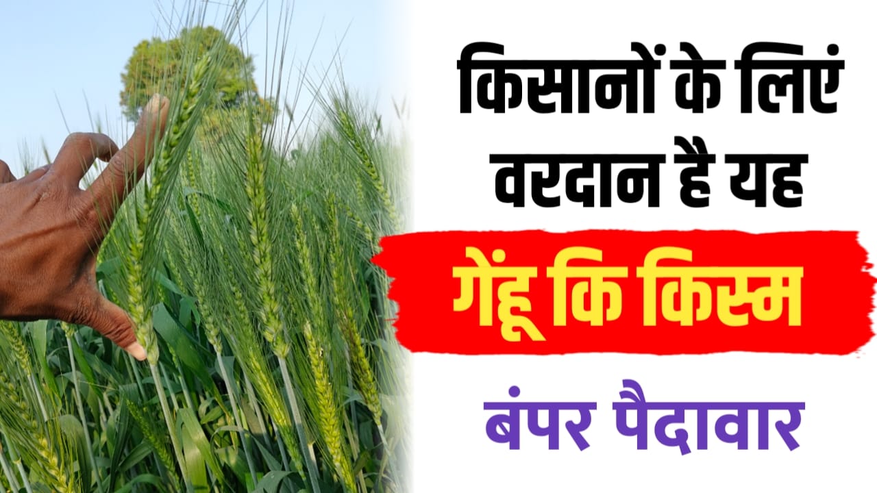 गेंहू कि यह किस्म