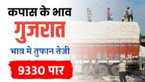 कपास मंडी भाव – गुजरात