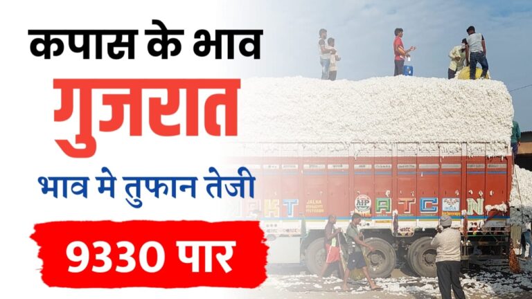 कपास मंडी भाव – गुजरात