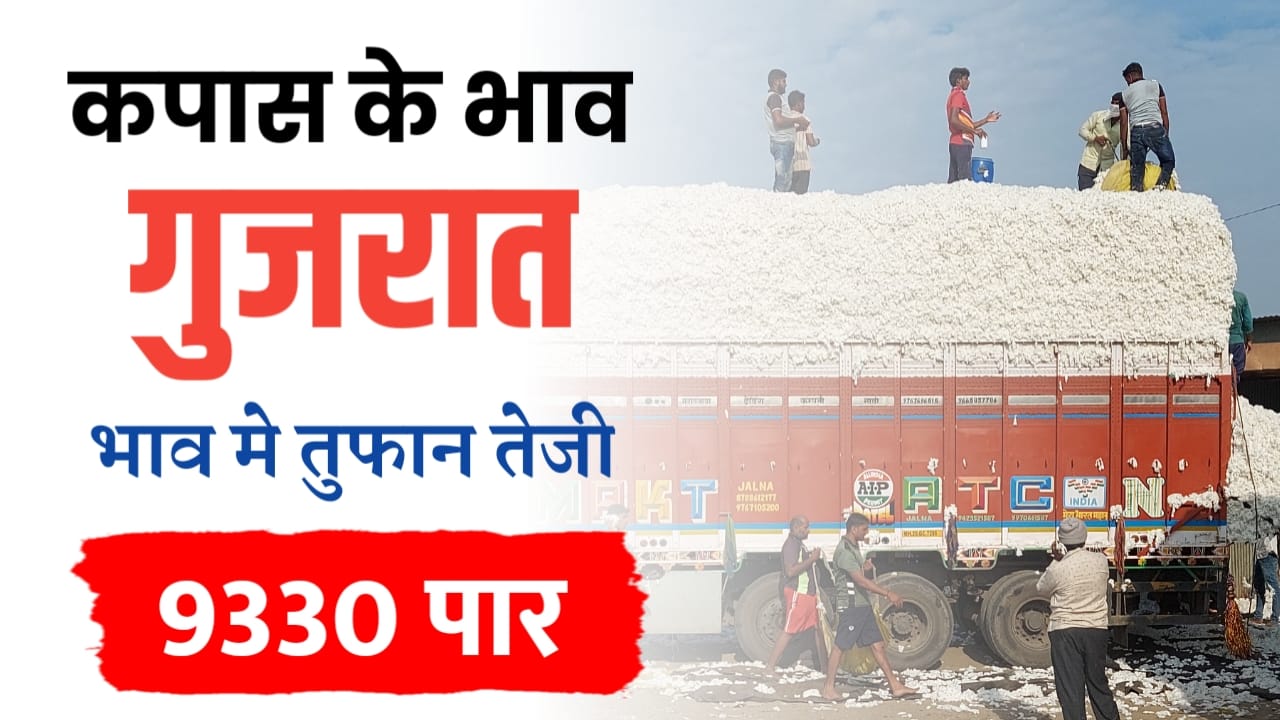 गुजरात के कपास भाव